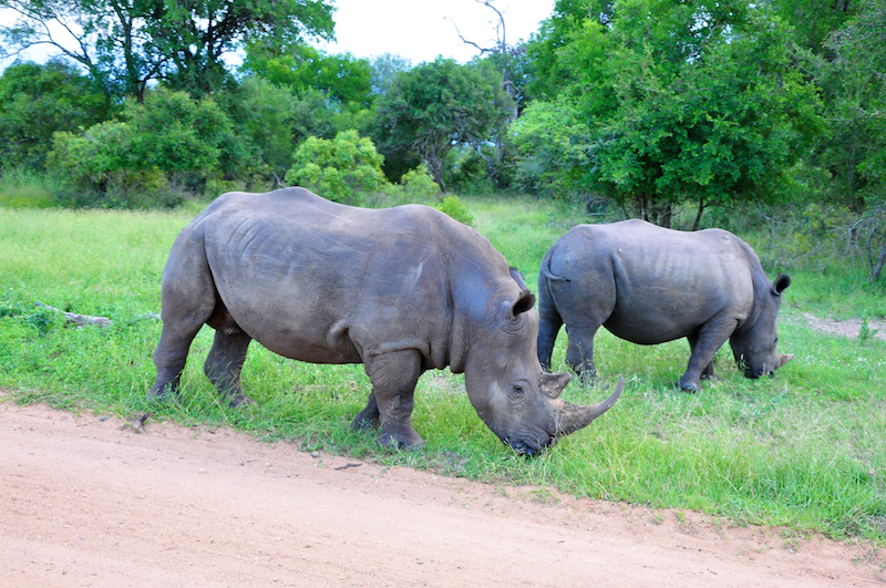 Melanie Heinrich - travel images - Lion Sands Private game reserver Hazyview